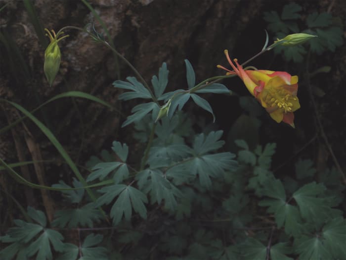 The delicate beauty of Zion is shown in this columbine growing in a small natural garden.