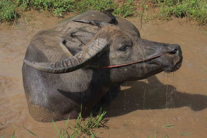 Water buffalo wallowing in a muddy pool on the other side of the road to Alisa's house. Buffalo, domesticated for thousands of years, and once used for meat, are now mainly employed in the ploughing of fields and other agricultural work
