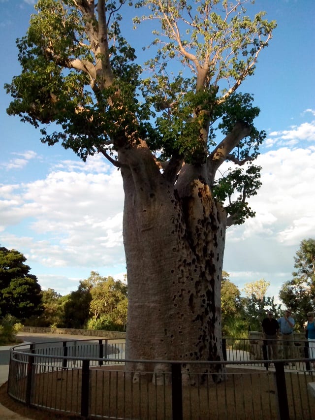 Giant Boab Trees of the Kimberley Region in Western