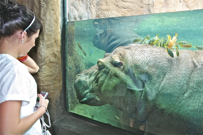 This hippo at the San Antonio Zoo enjoys a brief cleaning from some friendly fish.