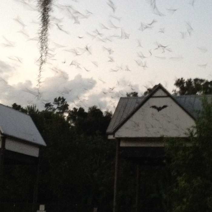 The bats emerging at dusk. It is a spectacular site and well worth experiencing if you are ever in the Gainesville area. There is normally a small crowd there most nights, people of all ages and backgrounds.