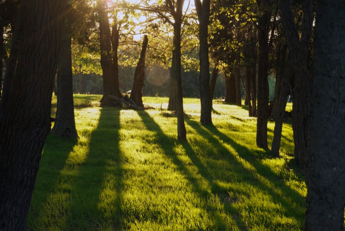 Near the Brawner Farm is a beautiful stand of trees. I captured this shot at sunset. I hope to find another evening when the fog will accentuate the sun rays.