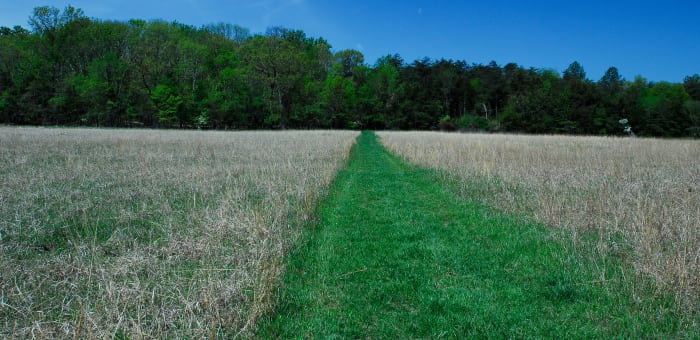 This is a wonderful mowed path by the headquarters building off of Route 29. I love the leading line heading into the woods.