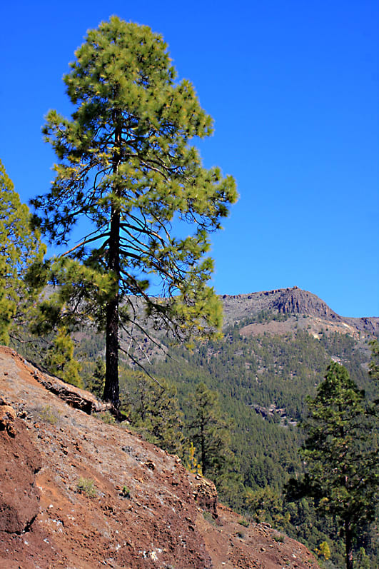 The lonesome pine - As one travels along Route TF-21 from the south, trees become sparser with greater altitude