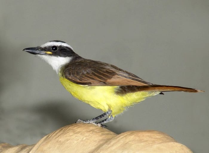 Great Kiskadee (locally called Bem-te-vi because of the call)