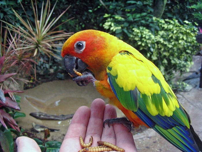 A Sun Conure, also known as a Sun Parakeet being hand fed at Discovery Cove, Orlando, Florida. The Aviary gives you the opportunity to feed, touch and interact with hundreds of different tropical birds, many of them sporting brightly colored plumage.