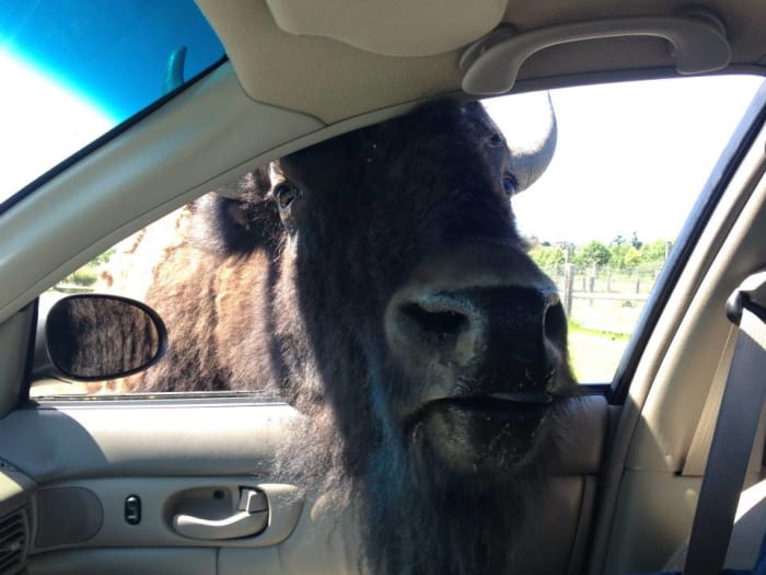 We learned the hard way that there is a reason they tell you not to stop your car in the buffalo area at the Olympic Game Farm. This guy was friendly and a little scary.