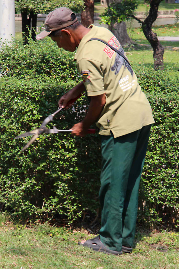 A member of the garden staff at Chatuchak Park. Bangkok public parks are tended to with meticulous care to keep them pristine. This man devoted a lot of time to ensuring this hedge was neat and tidy