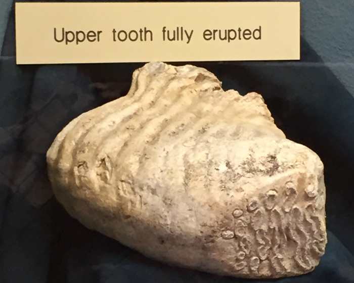During their average lifespan, mammoths replaced their molars six times. Over time, their molars grew larger and had more ridges.