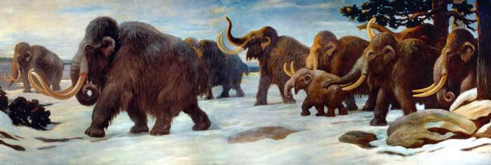 Wooly mammoths once roamed North America along with their larger, less hairy cousins, the Columbian mammoths