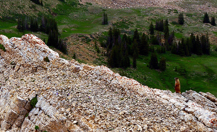 Along the walk, you see evidence of what was once part of an inland ocean, and small critters such as the pika.