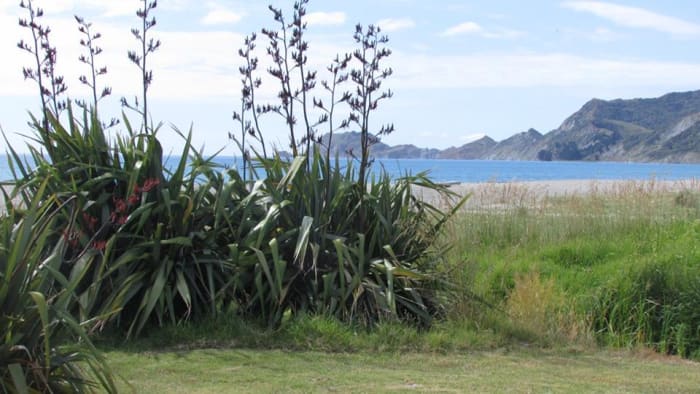 You can camp free here over the summer period with a permit from Gisborne District Council but you must have a portaloo