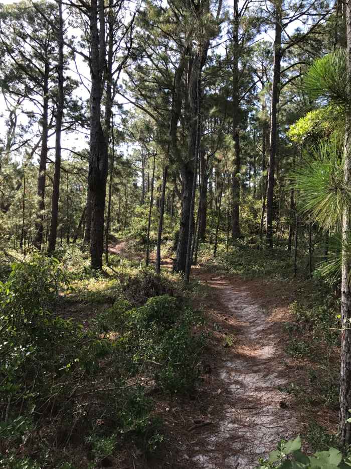 Hammock Hills Trail on the National Seashore is an easy hike with interesting things along the way.
