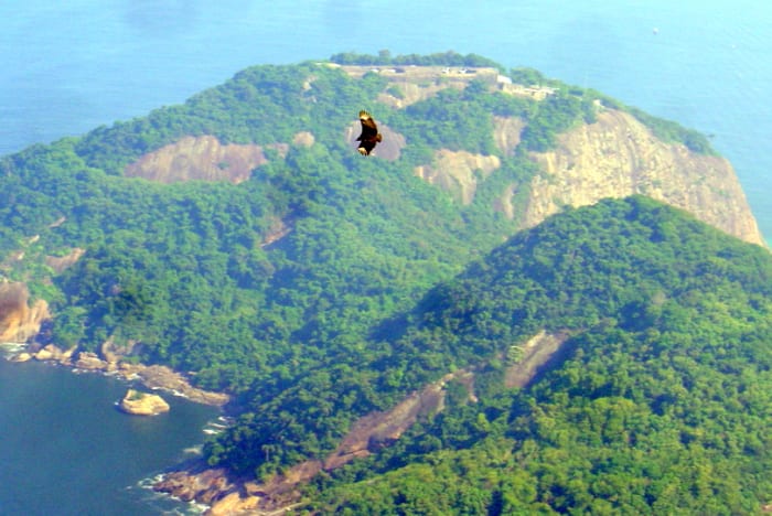 A black vulture (top, center) soaring out from Morro da Urca, as seen from Sugarloaf Mountain, Rio.