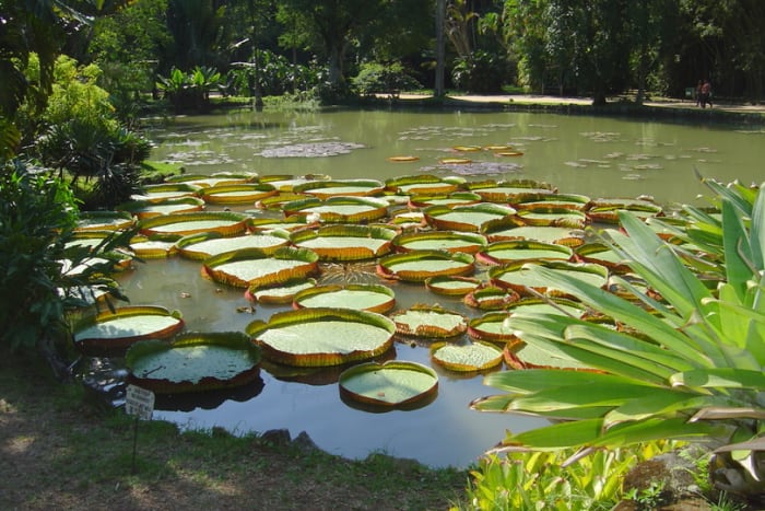 The Jardim Botânico presents small ponds full of huge lily pads, up to three feet across.
