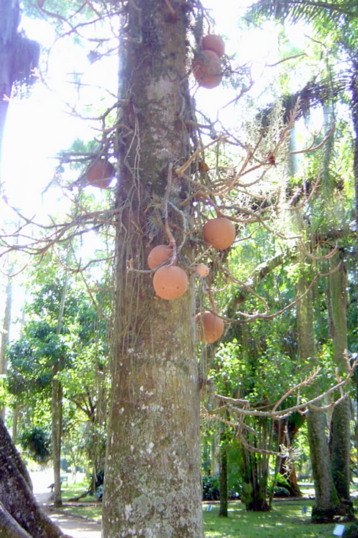Huge seed pods on tropical trees near hostel in Botofogo, a neighborhood of Rio de Janeiro.