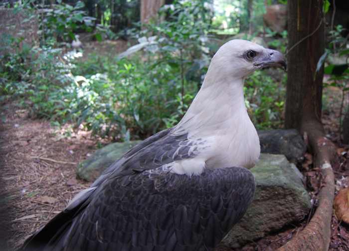 The Wildlife Center is home to many native species of bird, including the Philippine Eagle... and no, this isn't it. This is a gorgeous White-Bellied Sea Eagle.