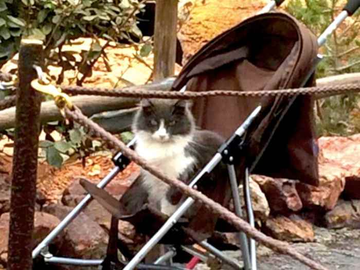 The Disneyland cats can sometimes be found doing funny cat things, like trying to go for stroller rides. Remember that the cats are feral, so you should try to avoid approaching them unless necessary.