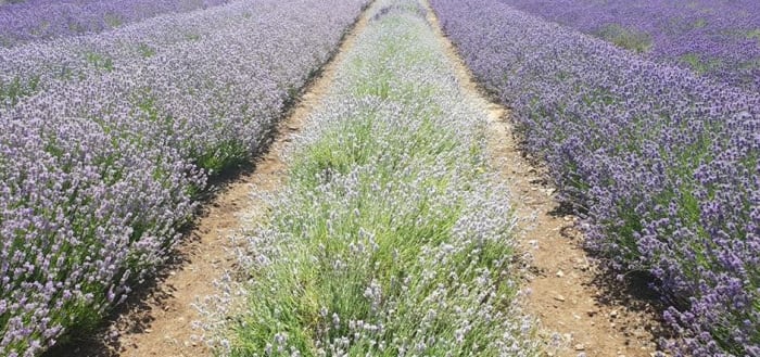 Rows of different lavender varieties paint a tapestry of colour for the eye at Cotswold Lavender, near Snowshill.
