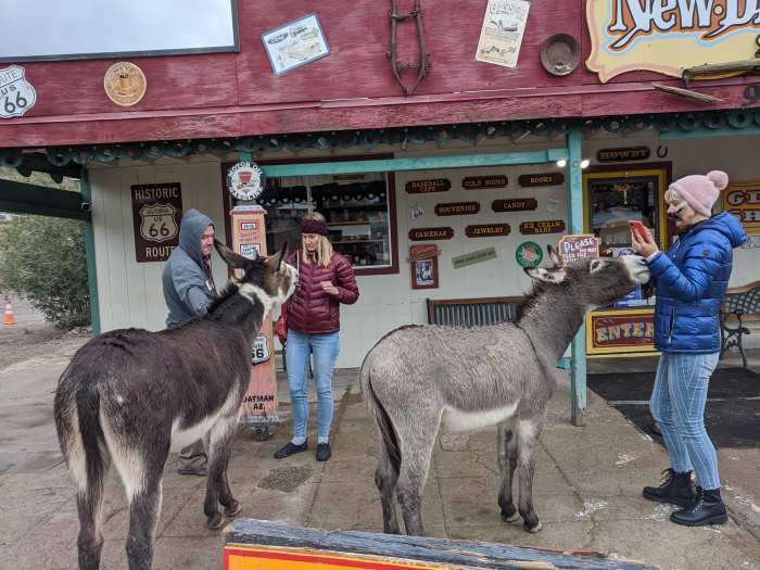 Burros posing for pictures while hoping to get paid with treats. While easy-going, the burros are wild animals who will fight if they feel threatened.