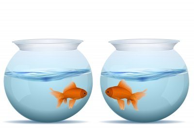 Two fish in two separate bowls may relate to feeling disconnected from others.