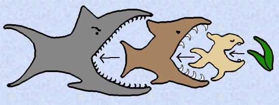 The fish's place within the food chain may reveal a lot to the dreamer about where they think they are socially, their level of confidence, and their sense of power.