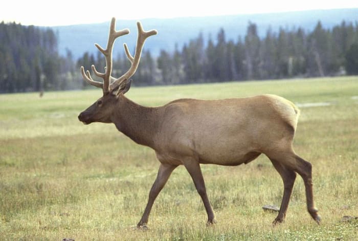 If Bigfoot hunts he may take down prey as large as adult elk.