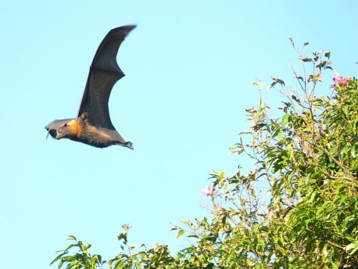 The huge Flying Fox is not native to New Jersey, but could an escaped zoo specimen account for Devil sightings?