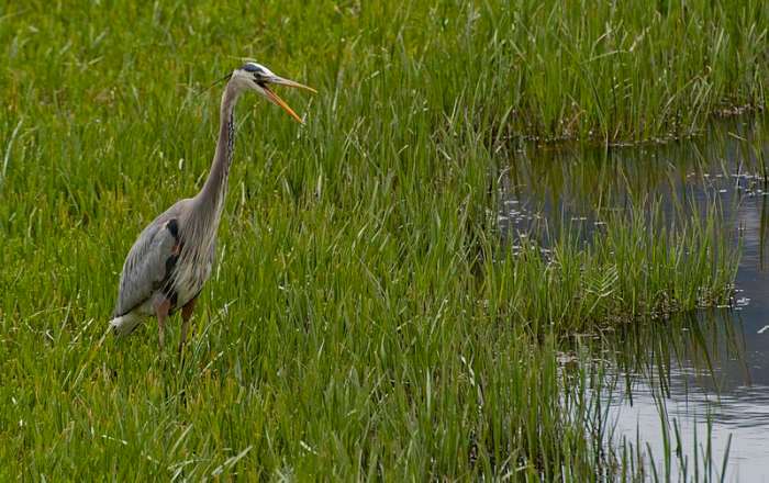 Could Jersey Devil Sightings be explained by unexpected encounters with very large birds like the Great Blue Heron?