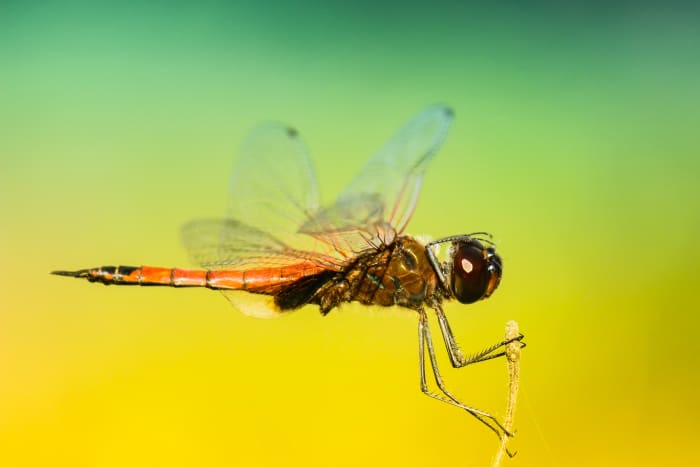 Dragonflies spend a year or more underwater as wingless juveniles before finally emerging to take to the skies.