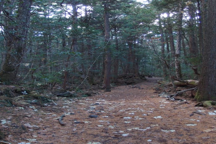 It's believed that the yurei (Japanese ghosts) torment those who enter the forest and try to drive them off the path.