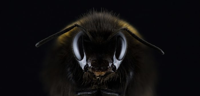 An allergic reaction to being stung by a wasp would set off a chain of events that would haunt a small community for years to come.