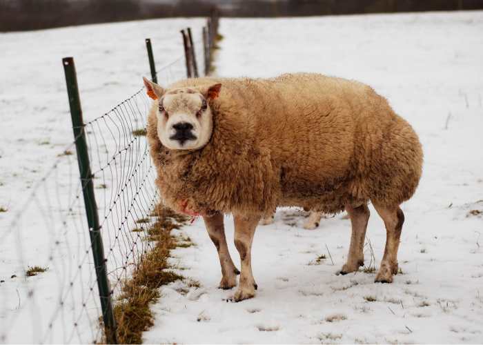 It looks like a work of fiction, but it's not. It's the Beltex sheep, the sheep with the face of a pig!