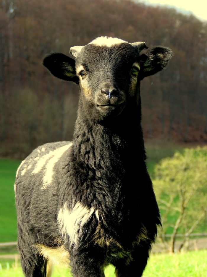 His wool once made him suitable only for a plate with mint sauce, but the black sheep's wool has now put him in high demand!