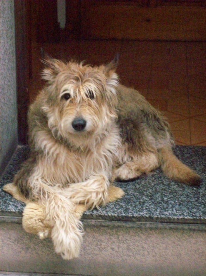 Relaxing Menorca style. This dog is much larger than he looks as he relaxes in the doorway of his owner's shop close to the flower arrangements and tourists.