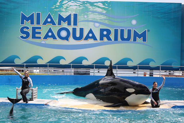 There's been so much hate against SeaWorld these days, it's almost as though people have forgotten about Lolita at the Miami Seaquarium who shared a tiny tank with four other dolphins.