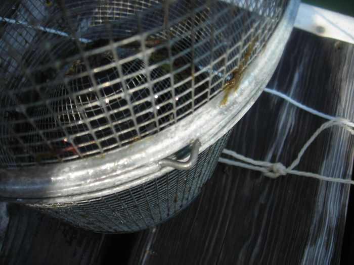 How to Open and Close a Minnow Trap for Catching Minnows SkyAboveUs