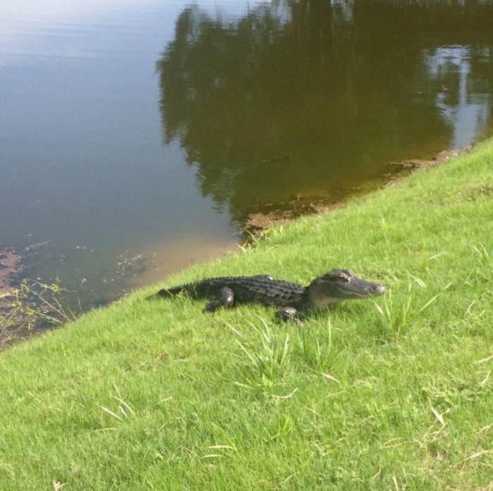 Even the Gators are Cool to the Natives. This one was waiting for us at the Tee Box on Hole-1 of our golf course.