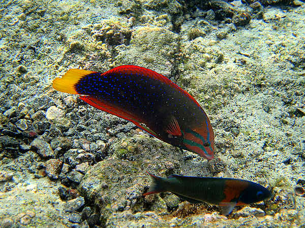 One of the most beautiful reef fishes, Yellowtail Coris Wrasse is like a swimming rainbow! The smaller fish underneath is a Saddle Wrasse which is endemic to Hawaii.
