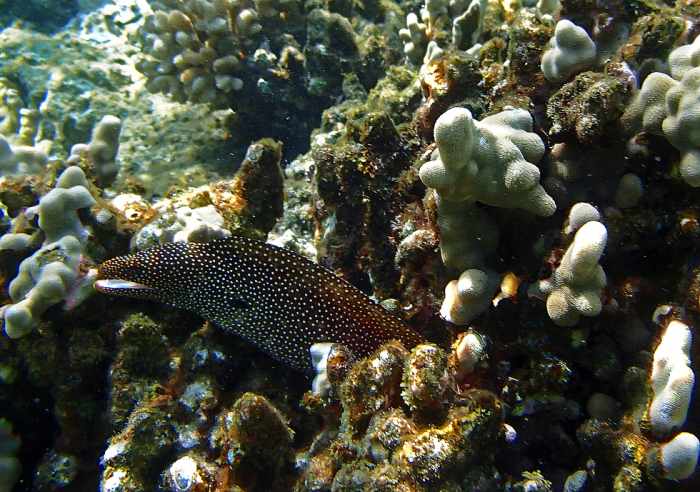 Whitemouth Moray Eel often pokes its head out of the coral and peers curiously at snorkelers!