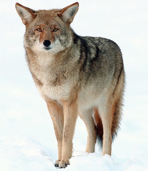 With the proper bullet, at reasonable ranges, the rimfires will give coyotes a dirt nap.