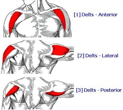 The deltoids, or shoulder muscles: one of the muscle groups you'll be (over)working during P90X: Shoulders and Arms.