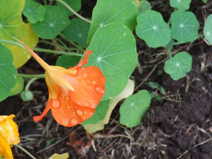 The Various Health Benefits and Uses of Nasturtiums CalorieBee Diet