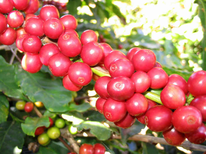 Coffee fruit, berries, or cherries are green when unripe and red when ripe. Each cherry contains two coffee beans, or seeds.
