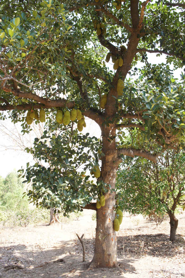 jackfruit tree
