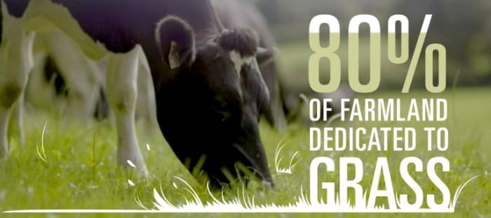 Ireland's weather produces healthy grasslands naturally - perfect for raising grass-fed animals like beef, dairy cows, and sheep.