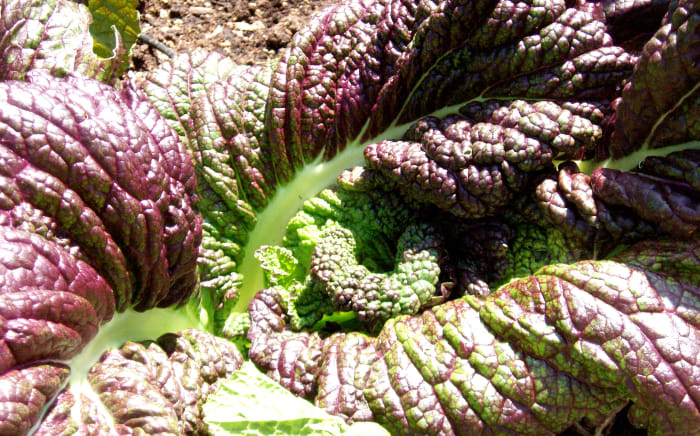 To crop farmers, Origin Green especially promotes cool season fruits and vegetables, which thrive in the country's rich soils and cooler weather.