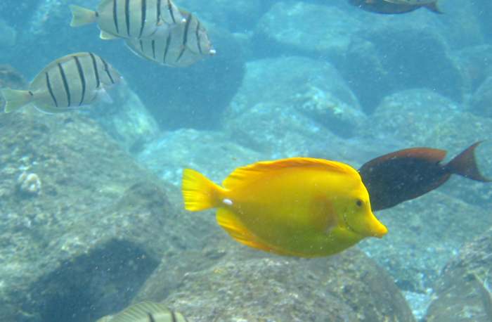 Yellow Tang - has a life expectancy of 30 years in the wild. In captivity, most of them die within one year. 100% in tanks come from reefs as they cannot be captive bred as of now..