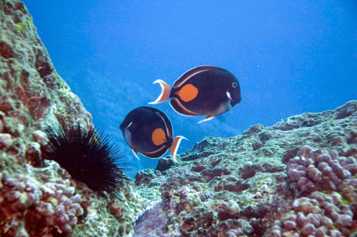 Achilles Tang - third most collected species, population has been declining for decades and is of cultural and sustenance value for Hawaiians.