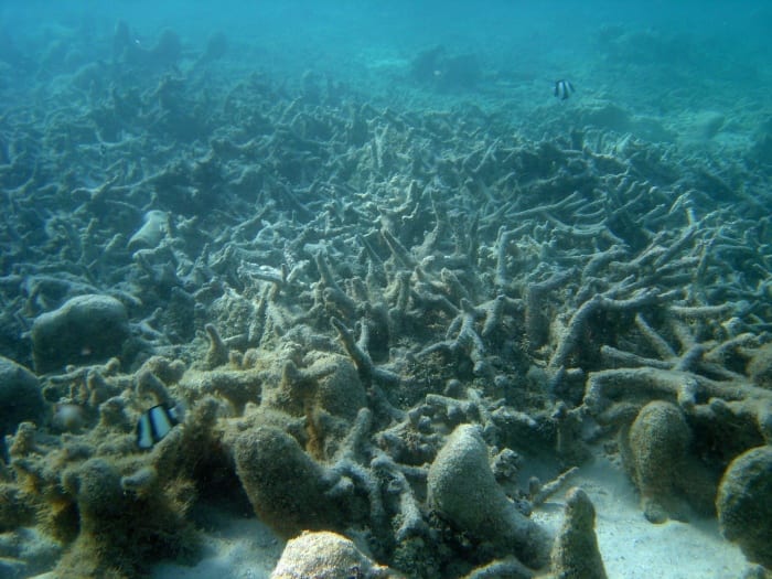 A wasteland of dead coral.